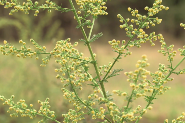 L’acceptation de soi par Franck LOPVET