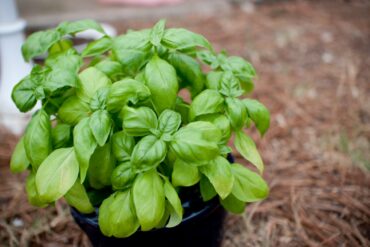 Aigremoine : angines, calculs urinaires, insuffisance veineuse…