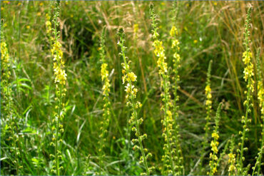 Protocoles de renforcement immunitaire, actions contre les infections, détox injections…