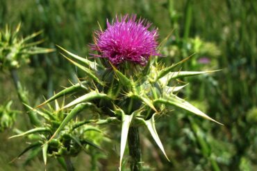 La Chlorella, une algue précieuse pour la santé