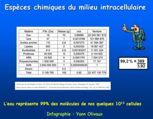 L'eau représente 99% des molécules de nos cellules L'eau représente 99% des molécules de nos cellules