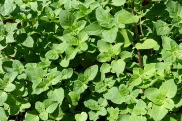 La Baubiologie pour un habitat sain