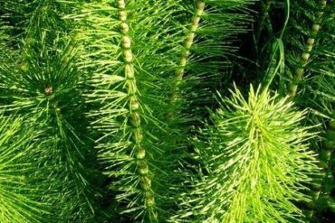 L’algue Klamath, super aliment aux multiples bienfaits préventifs et curatifs